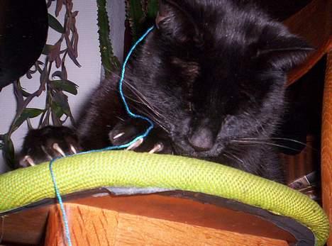 Blanding af racer Carlos billede 11