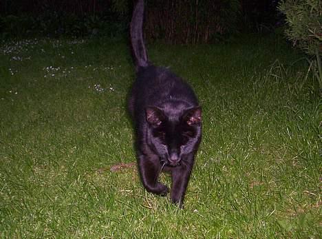 Blanding af racer Carlos billede 12