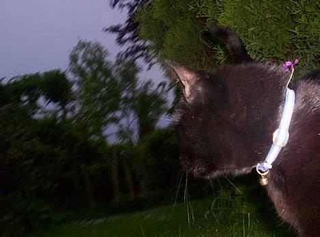 Blanding af racer Carlos billede 13