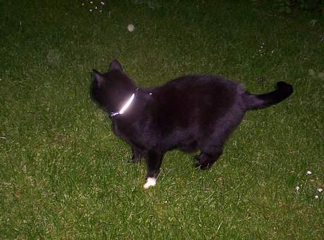 Blanding af racer Carlos - han har ikke nogen Hvid lille pote.  billede 14