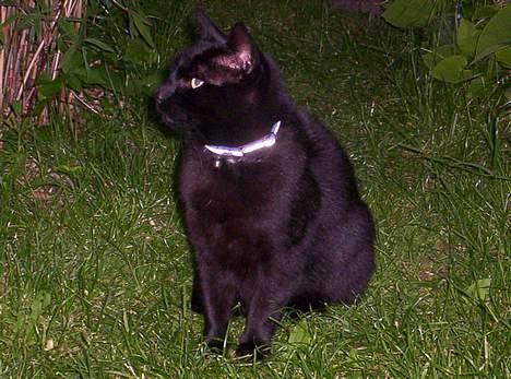 Blanding af racer Carlos billede 15