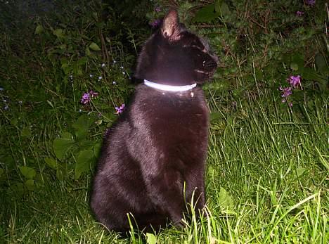 Blanding af racer Carlos billede 16