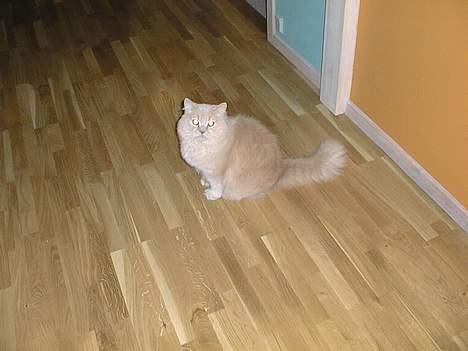 British Shorthair Bamse *død* - Bamse billede 14