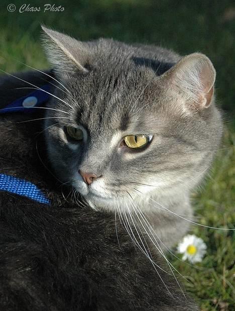 Huskat Simba (Himmelkat) - Foto: SBN billede 8