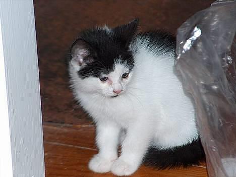 Blanding af racer Fister - Lille mig lige ankommet til mit nye hjem (okt04) billede 11