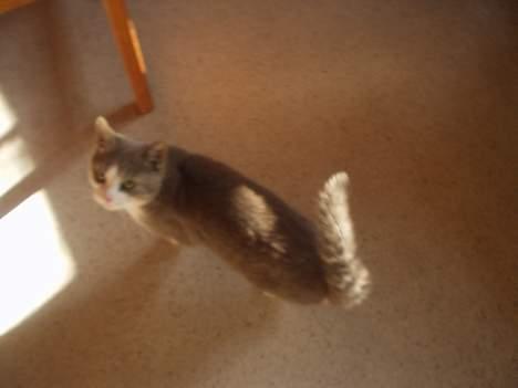 Blanding af racer tiger lil Død.. :( billede 3