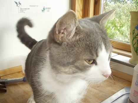 Blanding af racer tiger lil Død.. :( billede 4