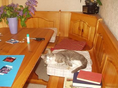 Blanding af racer tiger lil Død.. :( billede 5