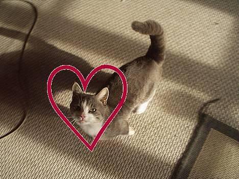 Blanding af racer tiger lil Død.. :( billede 6