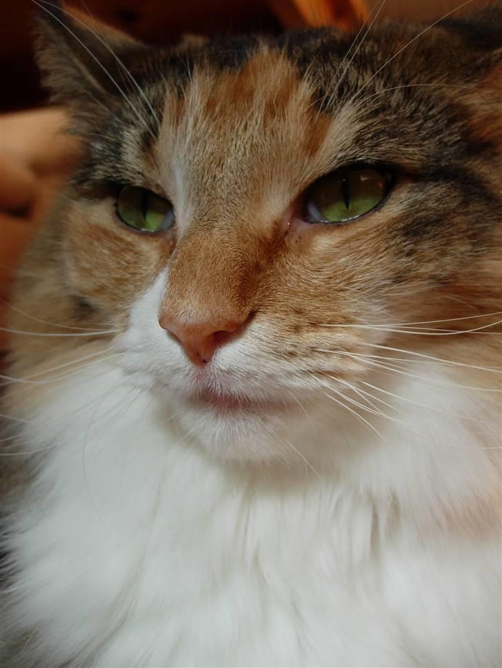 Norsk Skovkat Mischa - Den 13. august 2007. - Hun kan også godt se grum ud :) billede 13