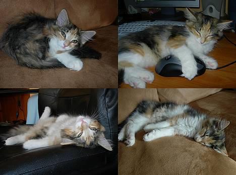 Norsk Skovkat Mischa - 86-95 dage. - Det er skønt at sove :) billede 14