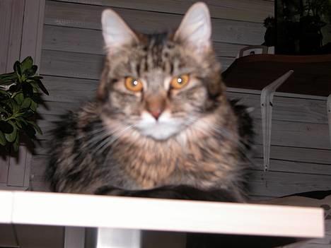 Maine Coon Uldtotten - Meget eftertænksom....... billede 19