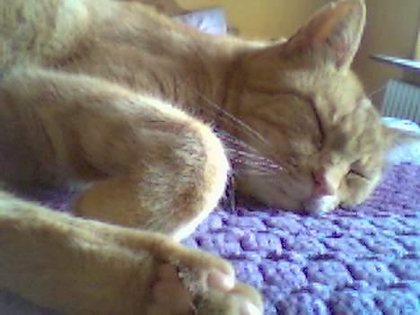 Blanding af racer Miv R.I.P 15/6.06 <3<3 billede 14