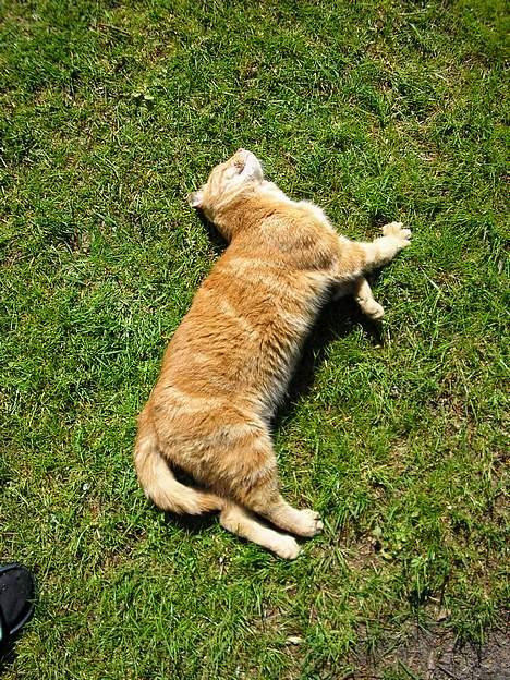 Blanding af racer Miv R.I.P 15/6.06 <3<3 billede 15