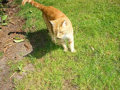 Blanding af racer Miv R.I.P 15/6.06 <3<3 billede 16