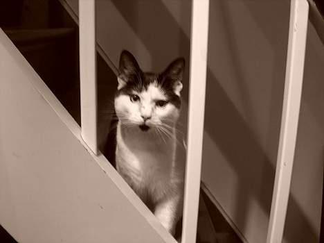 Blanding af racer Fister - Pas på at jeg ik kommer og fanger dig... (maj05) billede 14