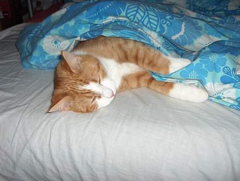 Blanding af racer Vimse *forsvundet* billede 18