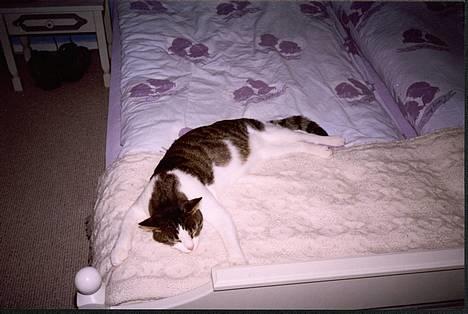 Huskat Pjevs billede 1