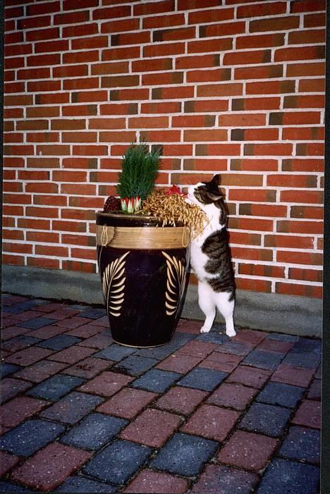 Huskat Pjevs billede 2