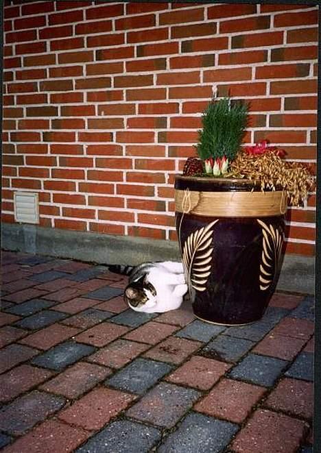 Huskat Pjevs billede 5