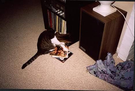 Huskat Pjevs - Her skulle alle lp´erne af en eller anden grund pilles ud af hylden billede 6