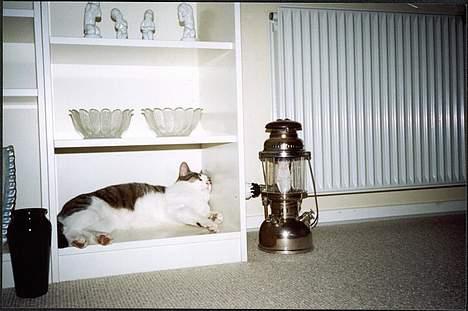 Huskat Pjevs billede 8