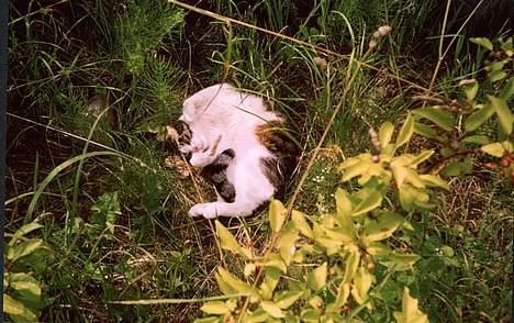 Huskat Pjevs billede 9