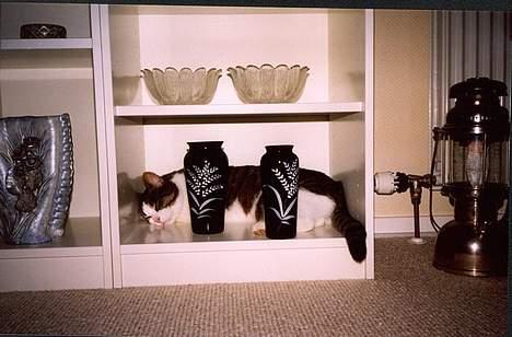 Huskat Pjevs billede 10