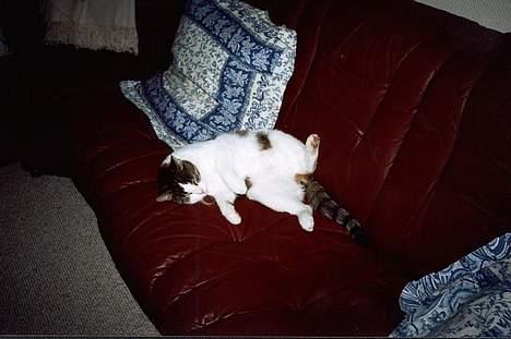 Huskat Pjevs billede 11