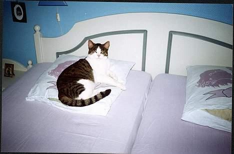 Huskat Pjevs billede 12