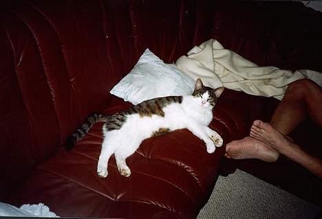 Huskat Pjevs billede 13