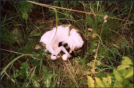 Huskat Pjevs billede 14