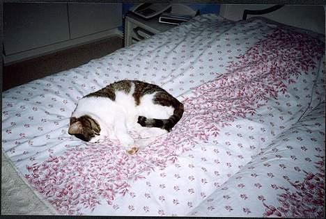 Huskat Pjevs billede 15