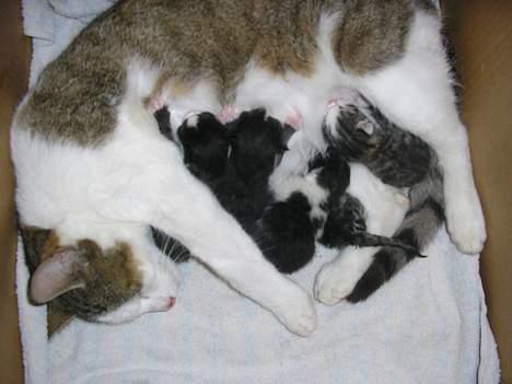 Blanding af racer Molly - mollys små killinger billede 11