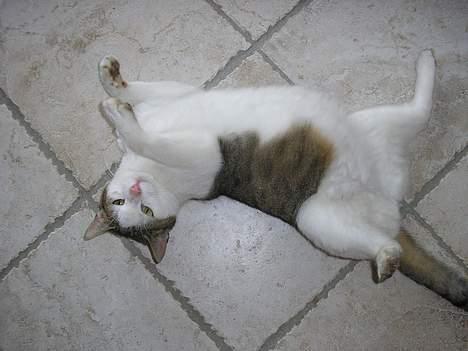 Blanding af racer Molly - Her er molly gravid billede 12