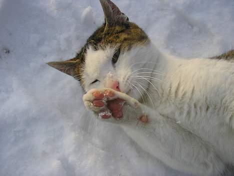 Blanding af racer Molly - Hun elsker sne billede 13