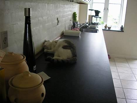 Blanding af racer Molly - Hun havde så ondt inden killingerne hva født.. et par dage efter fødte hun billede 14