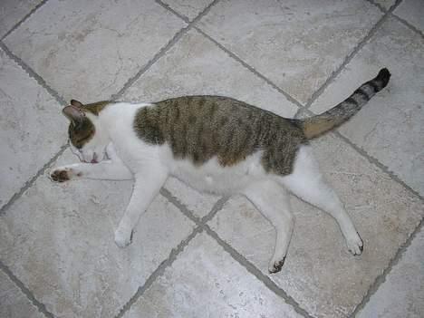 Blanding af racer Molly - tykke molly billede 15