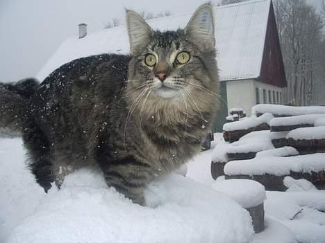 Norsk Skovkat Tian - det her er føste gang han er ude i sneen billede 1