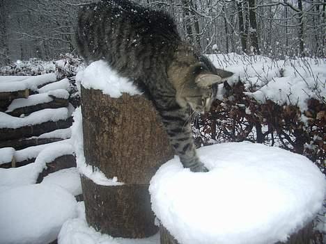 Norsk Skovkat Tian - det var vist koldt billede 2