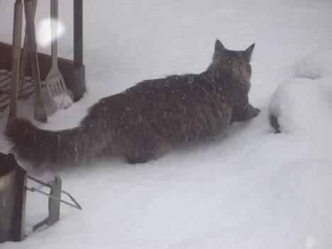 Norsk Skovkat Tian billede 3