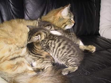 Blanding af racer Trille - Lille Baby Trille :) billede 8