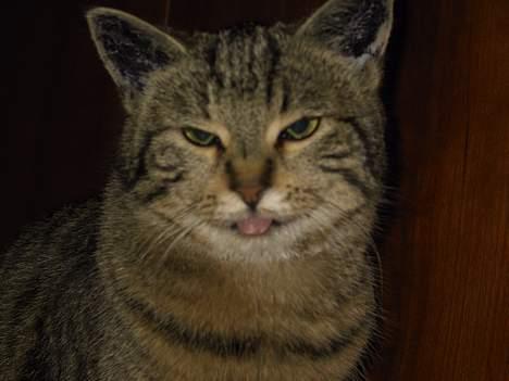 Blanding af racer Trille - Se lige min fine tunge (hun har lige fået lavet øremærker) billede 9