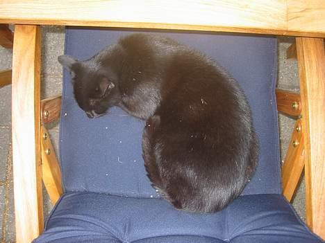 Blanding af racer Garfield billede 2