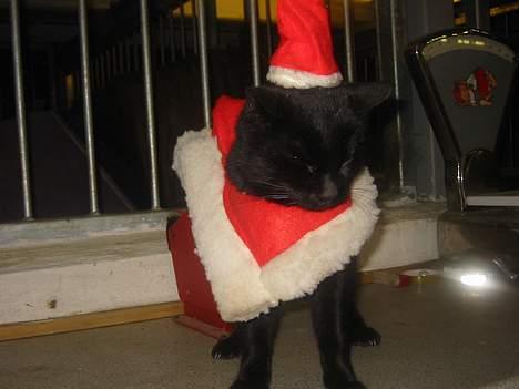 Blanding af racer Garfield billede 3