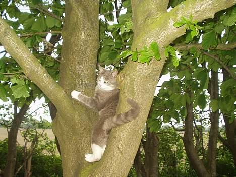 Blanding af racer tiger lil Død.. :( billede 7