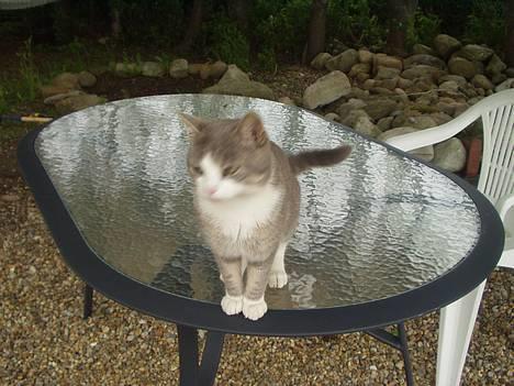 Blanding af racer tiger lil Død.. :( billede 8