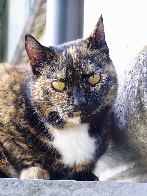 Huskat <3 Fie <3 - Hej Smukke <3<3 billede 1