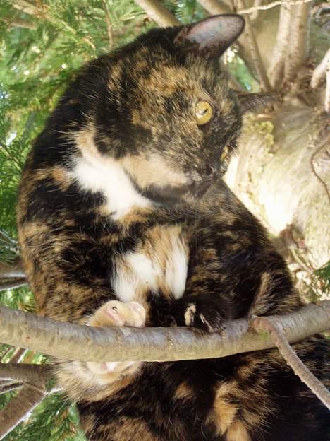 Huskat <3 Fie <3 - Nej ser lige der ned :o) billede 2