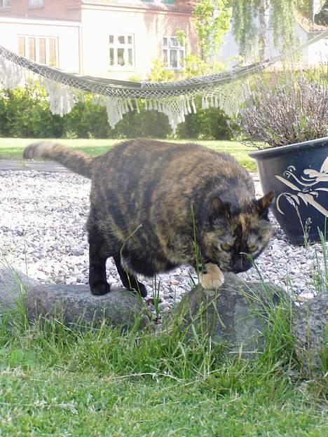 Huskat <3 Fie <3 - Hehe min mave billede 3